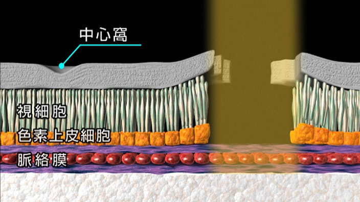 網膜断面図