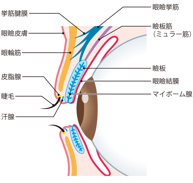 眼瞼